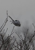 greatgreyshrike2.jpg