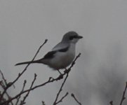 greatgreyshrike3.jpg