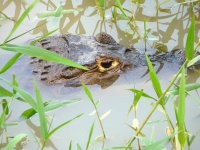 Saltwater Crocodile - Chagres River, Panama - copyright by Blake Maybank.jpg