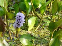 Water Hyacinth - Chagres River, Panama - copyright by Blake Maybank.jpg