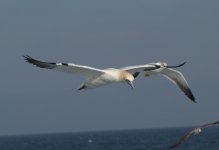 Gannet.JPG