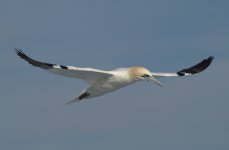 Gannet 2.JPG