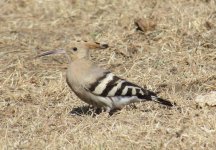 Hoopoe.jpg