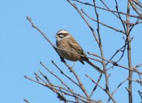 Meadow Bunting.jpg