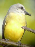 Tropical Kingbird - El Chiru, Panama, photo by Blake Maybank.jpg