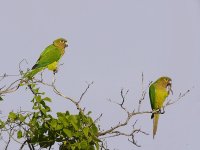 Brown-throated Parakeet - El Chiru, Panama, photo by Blake Maybank.jpg