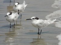 Sandwich Terns - Playa Santa Clara, Panama, photo by Blake Maybank.jpg