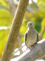 Plain-breasted Ground-Dove - El Chiru, Panama, photo by Blake Maybank.jpg