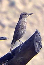 Bird_ID_101.jpg