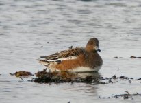 Eurasian Wigeon Female (Anas penelope).JPG