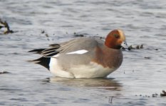 Eurasian Wigeon Male (Anas penelope).JPG