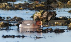 Eurasian Wigeon (Anas penelope).JPG