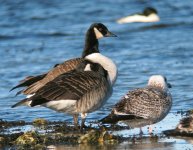 Canada Goose' (Branta canadensis).jpg