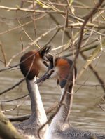 Grebe, great crested - pair.jpg
