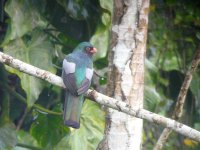 Slaty-tailed Trogon, male -  Achiote Road - copyright by Blake Maybank.jpg