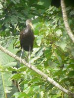 Limpkin -  Achiote Road - copyright by Blake Maybank.jpg