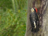 Red-crowned Woodpecker -  Achiote Road - copyright by Blake Maybank.jpg