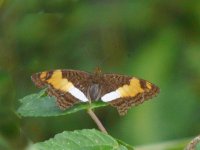 Rare Emporer, female (Doxocopa linda plesaurina) - Achiote Road - copyright by Blake Maybank.jpg