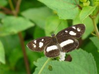 butterfly A upperwing, unidentified -  Achiote Road - copyright by Blake Maybank.jpg