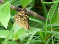 butterfly K, underwing, unidentified -  Achiote Road - copyright by Blake Maybank.jpg