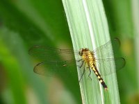 dragonfly B 1, unidentified - Achiote Road - copyright by Blake Maybank.jpg