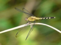 dragonfly B 2, unidentified - Achiote Road - copyright by Blake Maybank.jpg