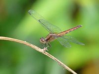 dragonfly C, unidentified -  Achiote Road - copyright by Blake Maybank.jpg