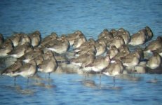 blackwits.jpg