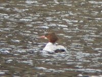 Goosander 1.jpg