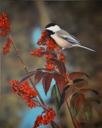 Chickadee and Sumac.JPG