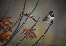 Junco 5x7.JPG