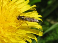 HOVERFLY  02.JPG