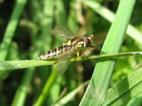 HOVERFLY  03.JPG