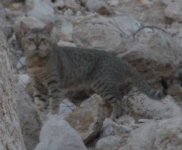 Possible Arab Wild Cat UAE.jpg