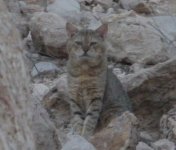 Poss Arabian Wild Cat UAE.jpg