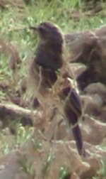 Bird_ID_106.jpg