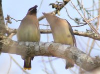 waxwings1.jpg