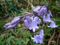 garden flowers 001.JPG