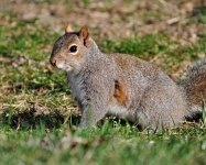 Squirrel crop s 5826.JPG