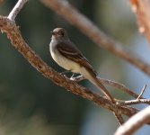 Miami Flycatcher4.jpg