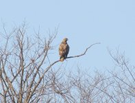 Upland Buzzard.jpg