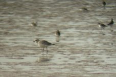 grey plover.jpg