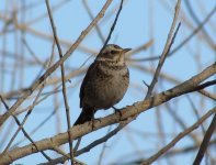 Dusky Thrush.jpg