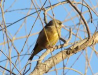 Oriental Greenfinch.jpg