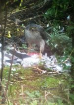 sparrowhawk1.jpg