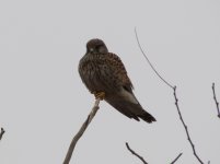 Eurasian Kestrel.jpg