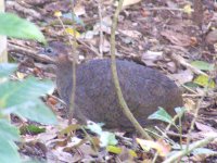 Great Tinamou - Pipeline Road, Panama - copyright by Blake Maybank.jpg