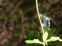 damselfly, unidentified - Pipeline Road, Panama - copyright by Blake Maybank.jpg