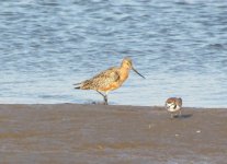 Bar-tailed Godwit.jpg