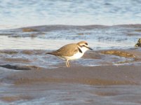 Kentish Plover.jpg